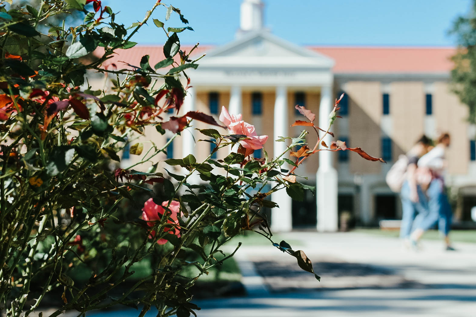 plants outside weaver hall